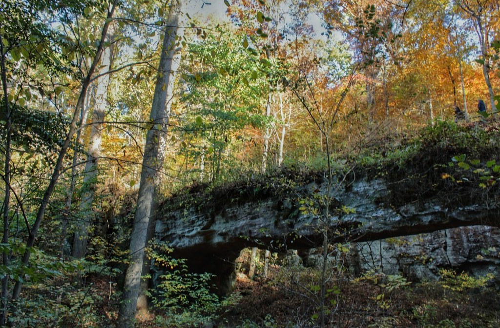 Pomona — Amber Newingham