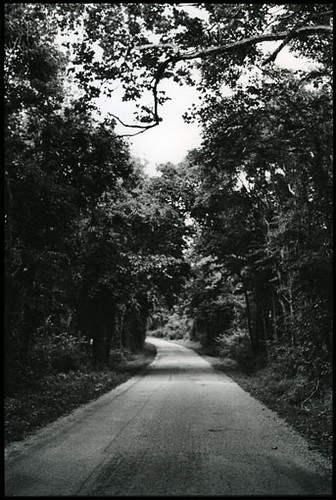 Lick Creek — Bridget Ryan